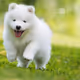Samoyed zora moon