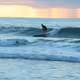 Surfer Dude