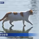 한강고양이