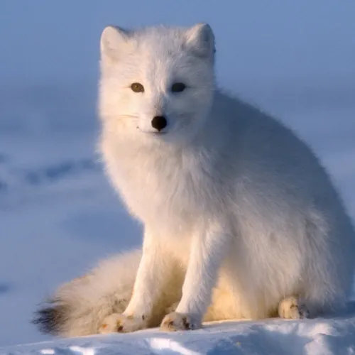 White Fox