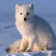 White Fox