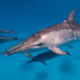 Dolphin