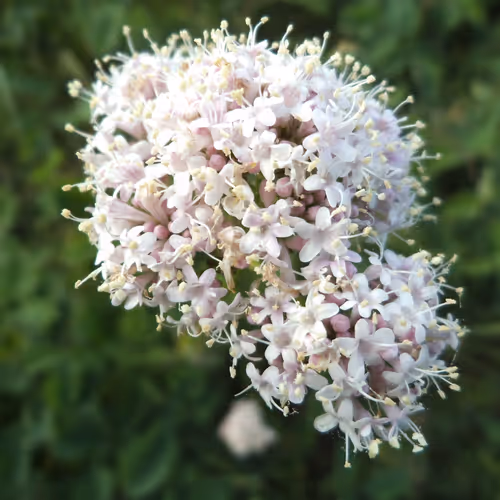 fleurs3