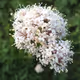 fleurs3