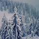 Winter Forest