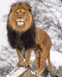 animals