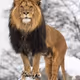 animals