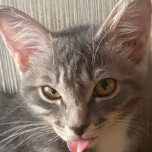 Cats