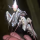 Manta
