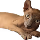 Sphynx Cat