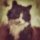 World cats day NFT