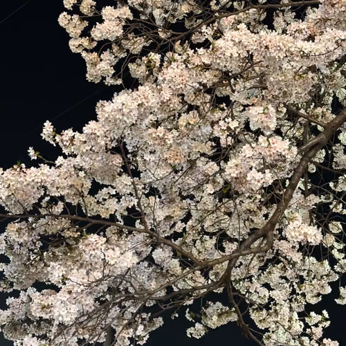 Sakura-Seoul