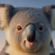 Koala Dreams
