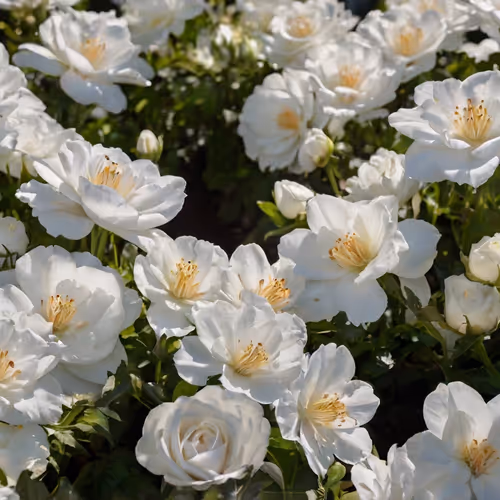 Something White