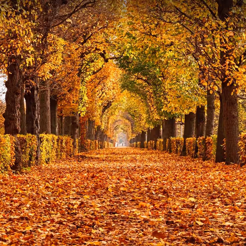 The path in a park with lots of leaves on the ground