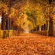 The path in a park with lots of leaves on the ground