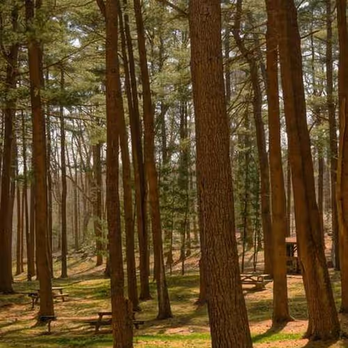 Brazil Detroit Recorder