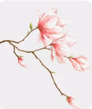 목란