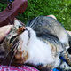 collection of cats