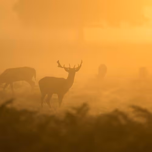 rigid gyrate unopened