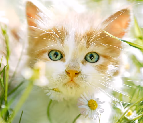 The red-haired kitten