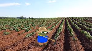 Potato Farm