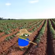 Potato Farm