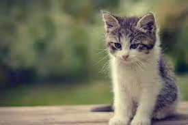 mr.cat