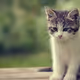 mr.cat