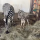 ZEBRA PARTY