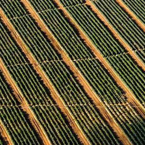 Shoulder Shark Mission