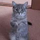 mf cat
