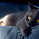 Dark cat