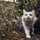 Happy Animal