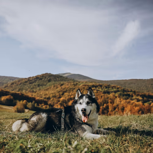 dog