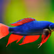 fish typ