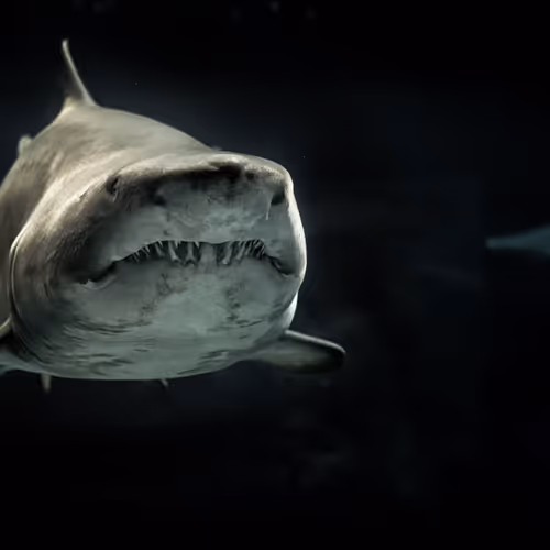 shark