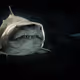 shark