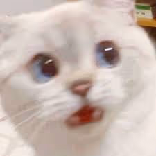 scared cat