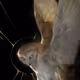 Owls