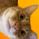 me cat