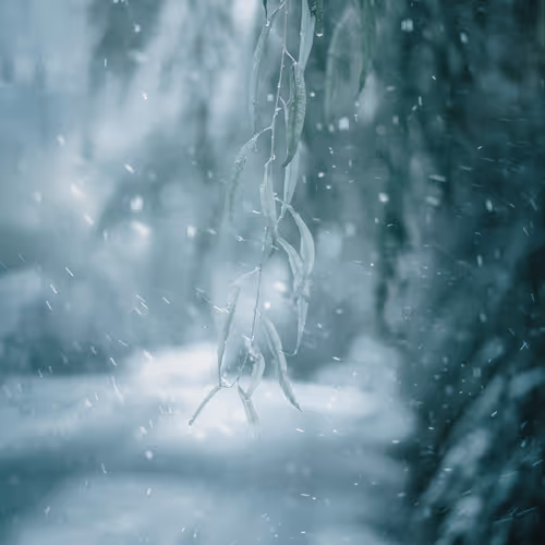 Snowy
