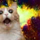 Surprised Cat