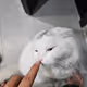 창작물