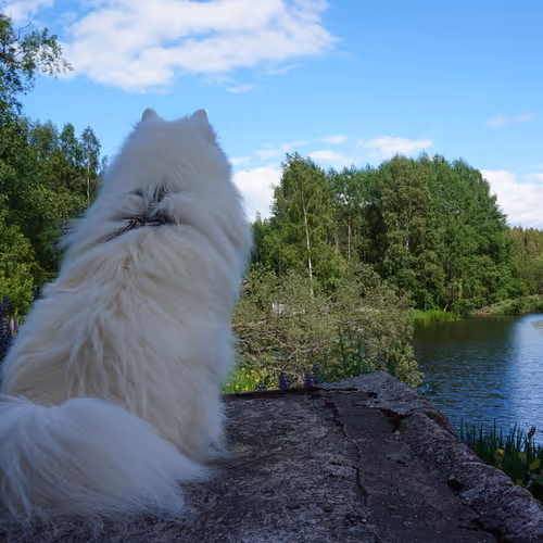 Shiro