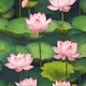 lotus