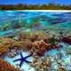 Imagine Reef