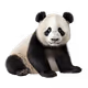 Cute Panda