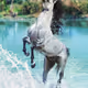 horse