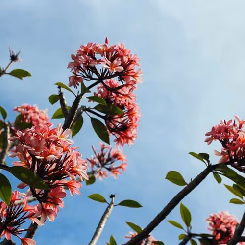 Cons Sick Introduction